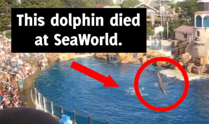 is seaworld bad? learn about animals who have died there
