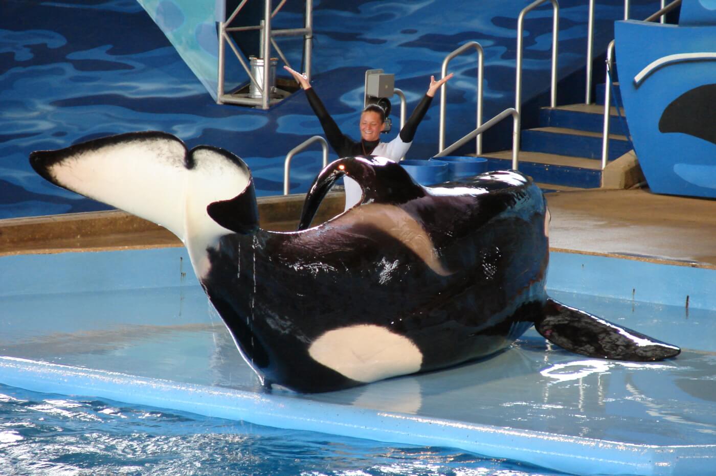 SeaWorld Prisoner Kyuquot the Orca Needs Our Help! PETA image pic