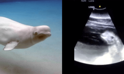 An image of a white whale swimming gracefully alongside an ultrasound image.