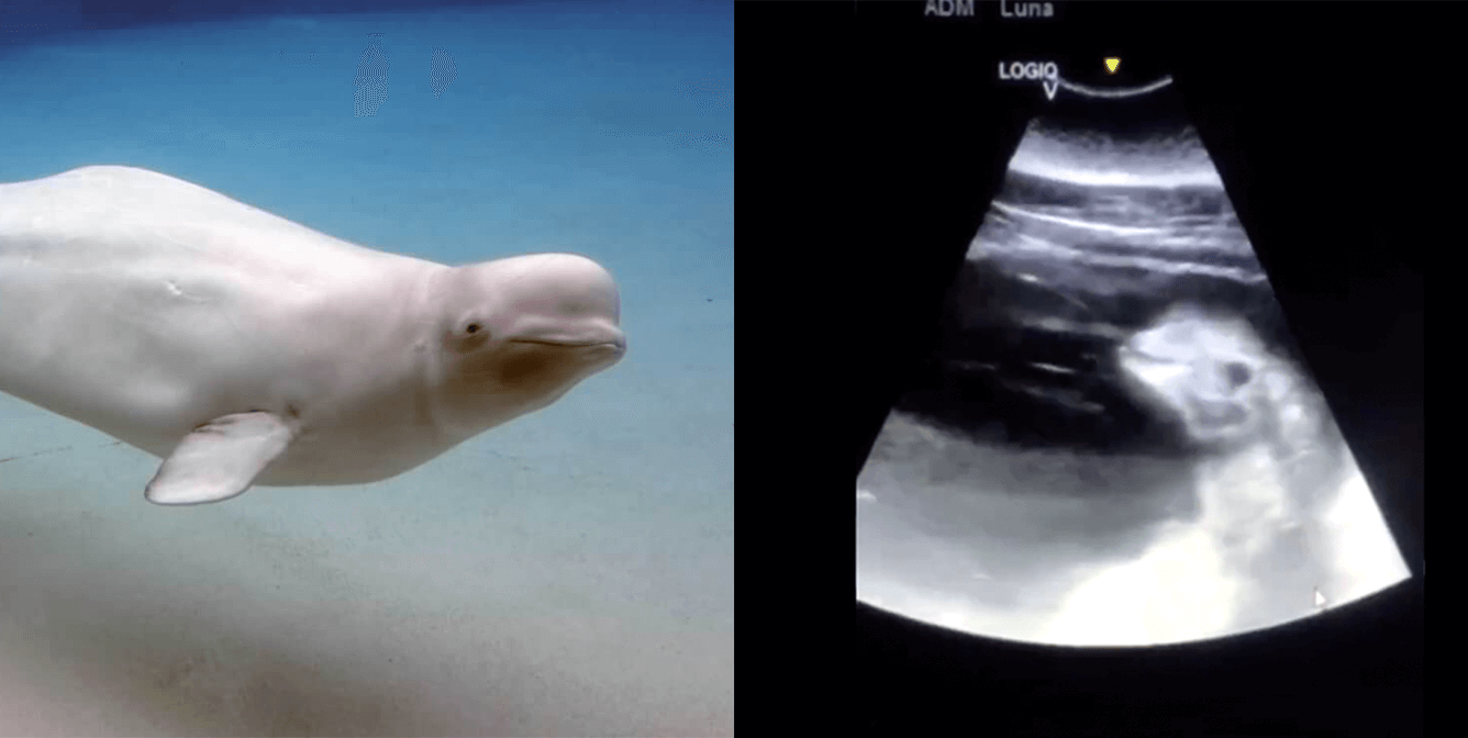 Baby Beluga Dies At SeaWorld After 3 Weeks In A Tank - The Dodo