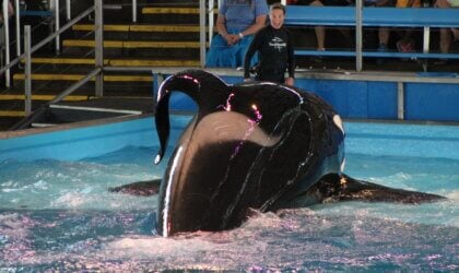 A black and white orca whale swimming in a pool.