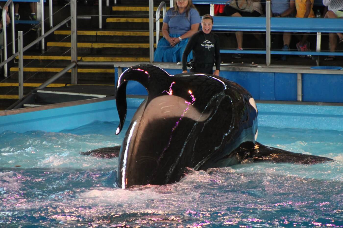 Is SeaWorld Bad? Shocking Facts About Marine Park Cruelty