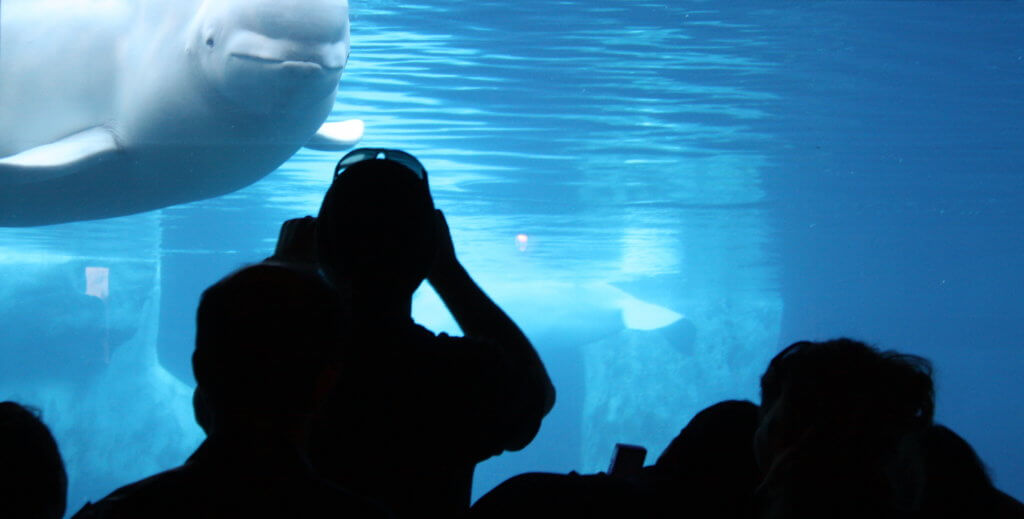 beluga whale seaworld san diego
