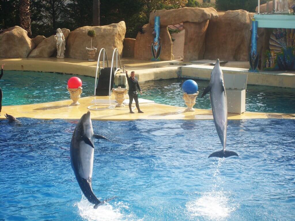 The dolphin is jumping in the water.