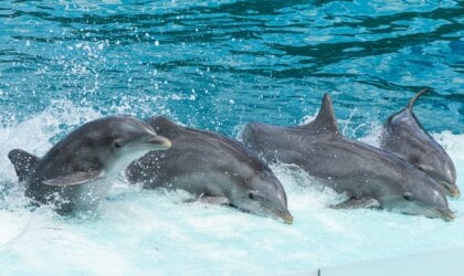 dolphins