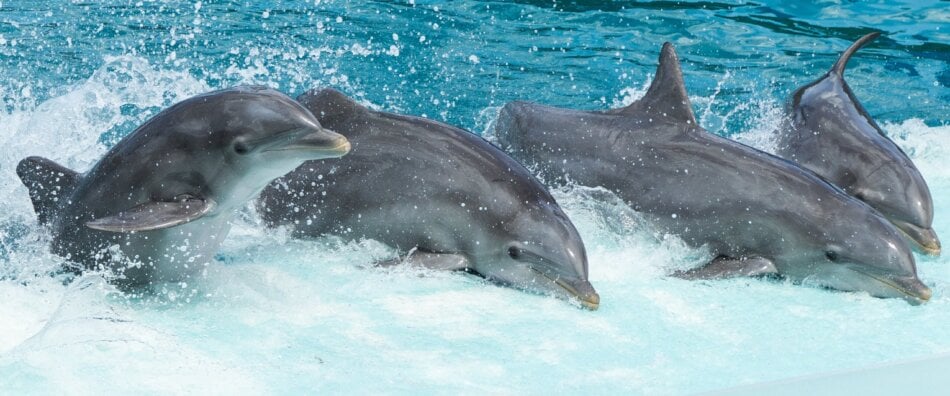 dolphins