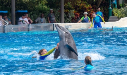 A group of people watching Corky the orca perform.