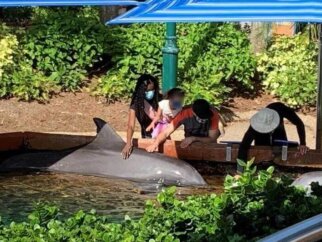 humans touching dolphin in SeaWorld tank