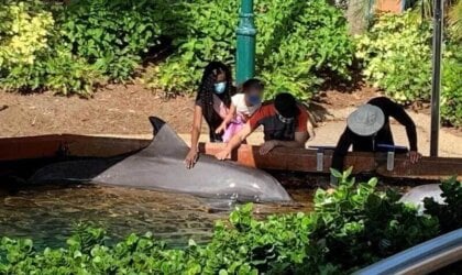 humans touching dolphin in SeaWorld tank