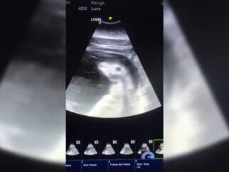 SeaWorld sonogram publicity stunt Luna at SeaWorld San Antonio