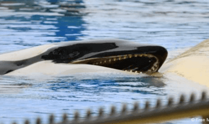 Orca Morgan at Loro Parque