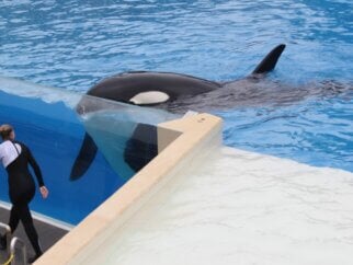 Corky in a tank at SeaWorld San Diego