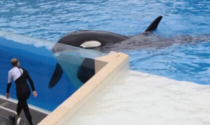 Corky in a tank at SeaWorld San Diego