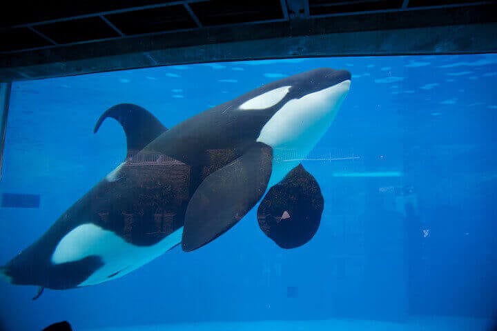 An orca floating listlessly in a tank