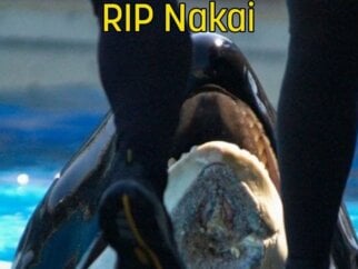 the underside of an orca's chin with text on the image that says RIP Nakai