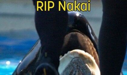 the underside of an orca's chin with text on the image that says RIP Nakai