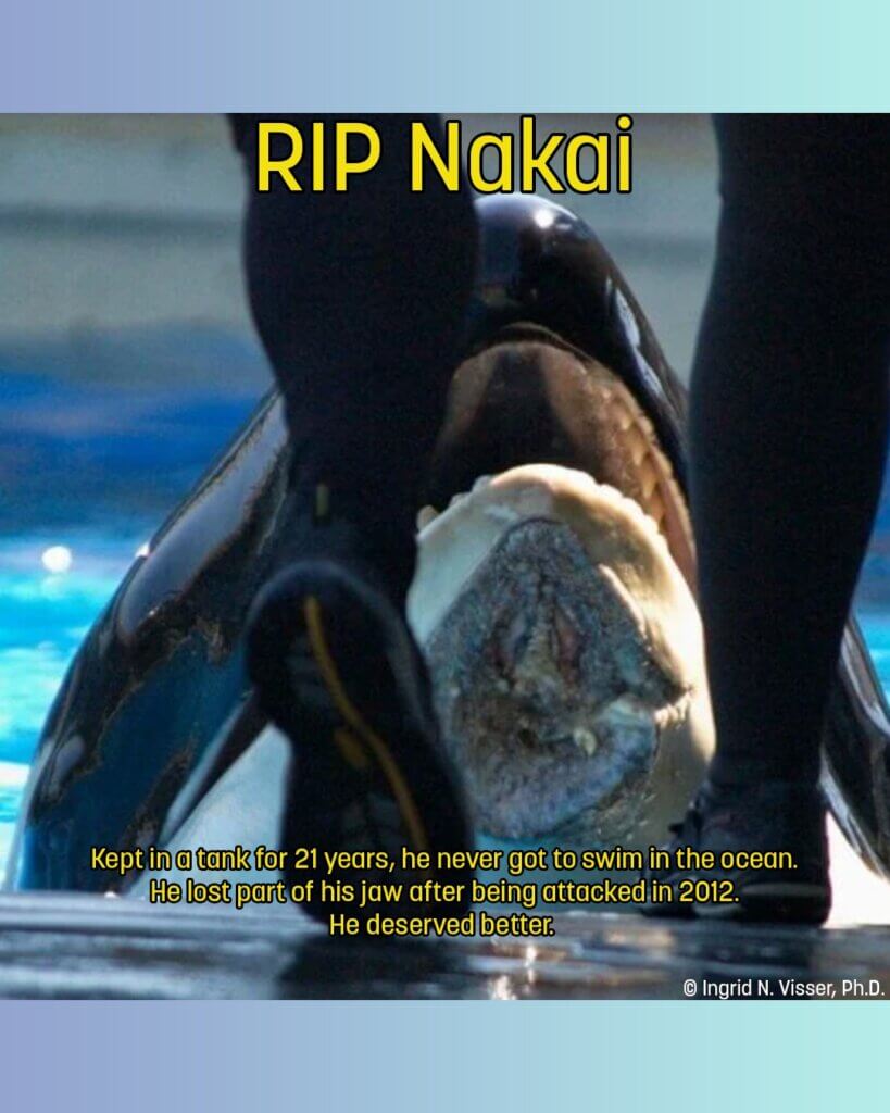 nakai and other dolphin deaths at seaworld parks in 2022