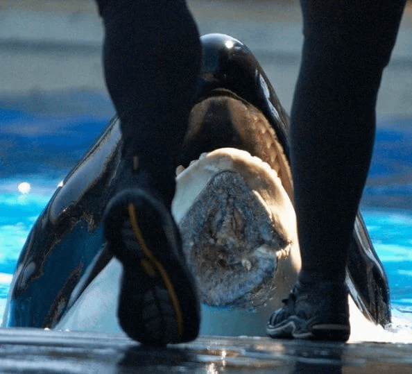 A person is standing next to an orca whale at SeaWorld San Diego.