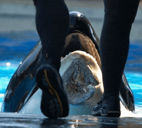 The Body Tells All: Life and Death at SeaWorld Are Hell image The Body Tells All: Life and Death at SeaWorld Are Hell