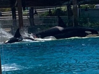 Two orcas in the water at SeaWorld San Diego.
