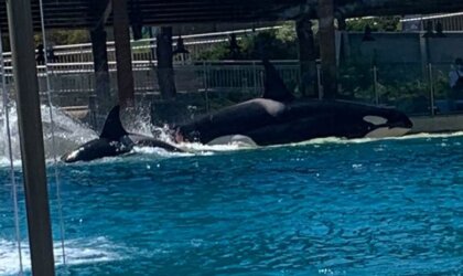 Two orca whales are playing in the water at SeaWorld San Diego.