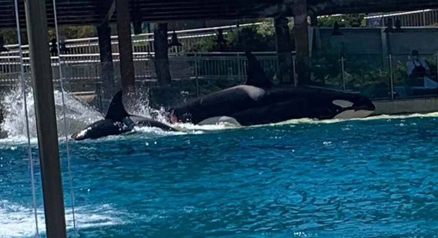 seaworld san diego orca The Body Tells All: Life and Death at SeaWorld Are Hell
