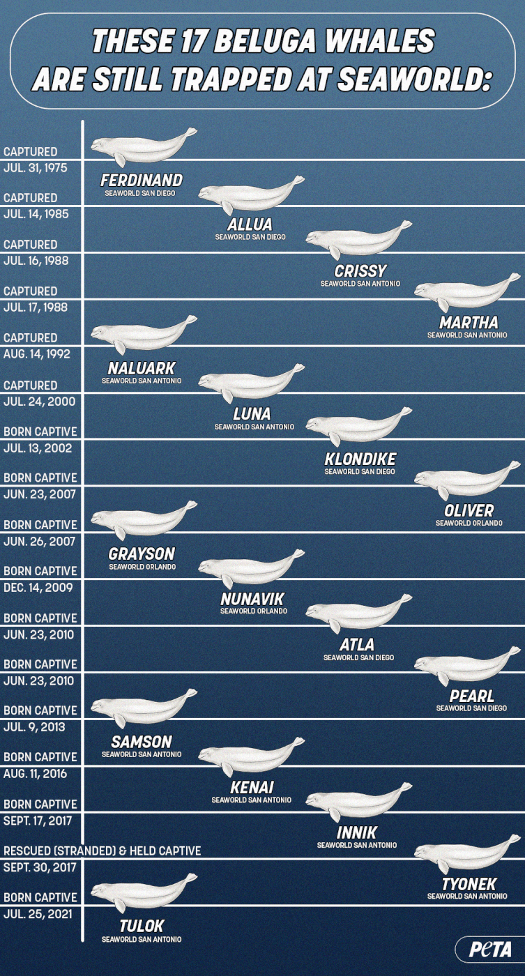These Beluga Whales Deserve Better | PETA - SeaWorld of Hurt