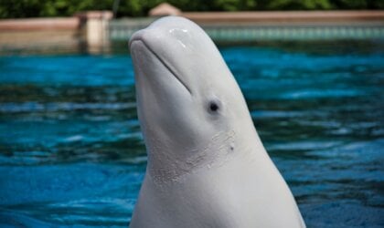 A beluga whale swimming.