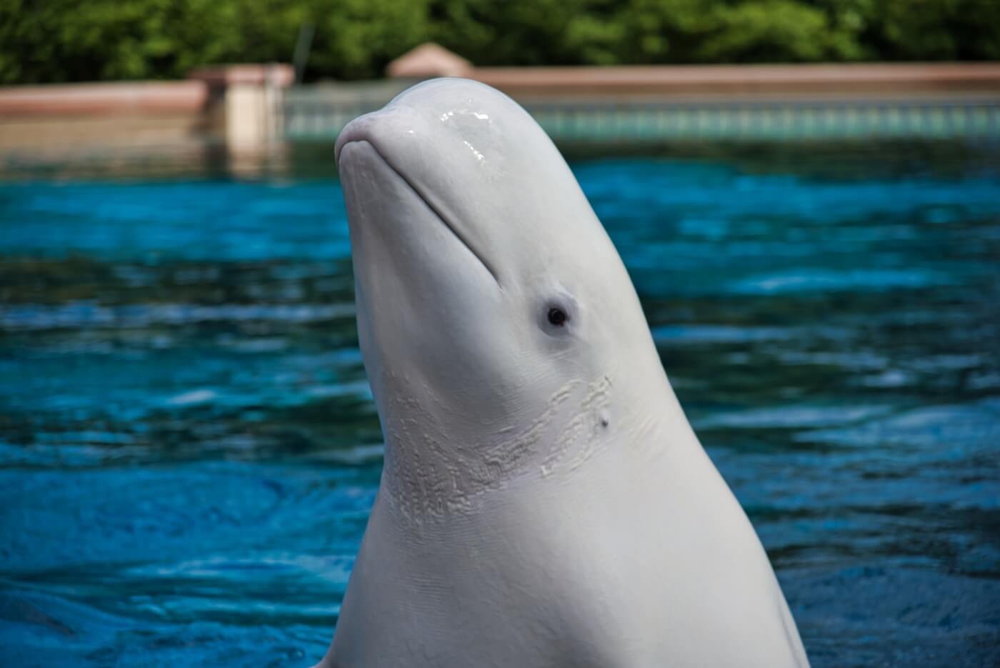 beluga whale head popping out of water These Beluga Whales Deserve Better | PETA