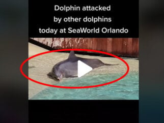 video screenshot shows bloody aftermath of dolphin attack at seaworld orlando