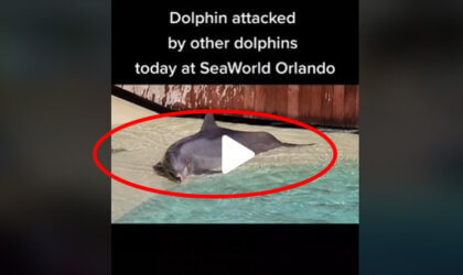 video screenshot shows bloody aftermath of dolphin attack at seaworld orlando