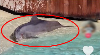 video shows bloody aftermath of dolphin attack at seaworld orlando