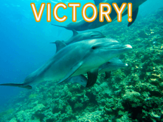 dolphins swimming with text reading "VICTORY!"