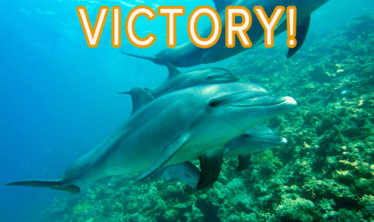 dolphins swimming with text that says VICTORY!