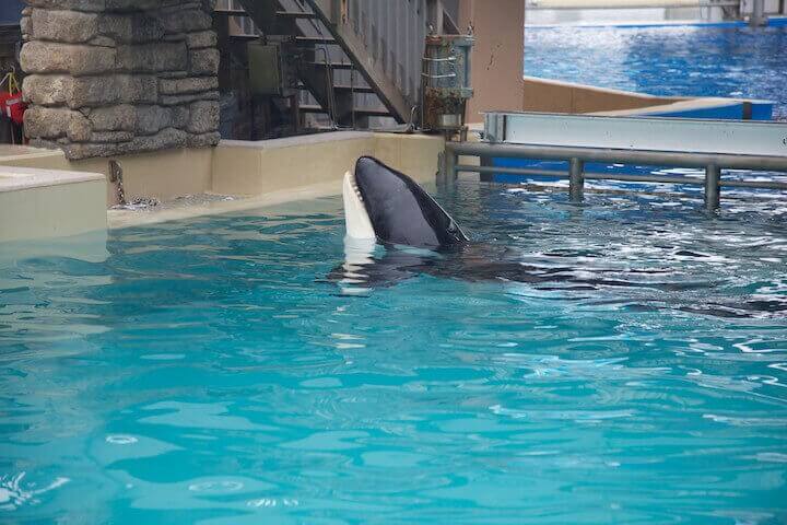 a confined orca at SeaWorld