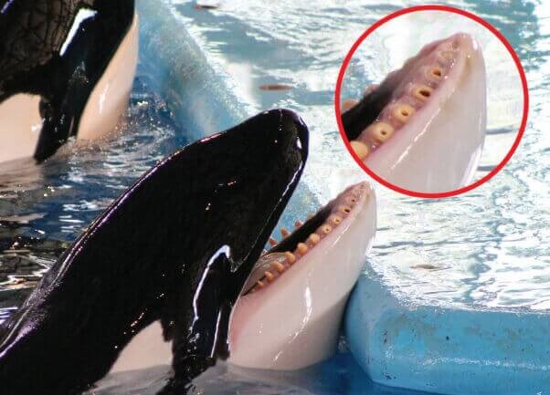 Two orca whales swimming at SeaWorld, their mouths open.