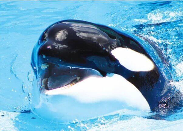 orca swimming with mouth open at SeaWorld