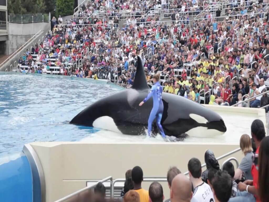 Corky frente a una multitud en SeaWorld San Diego