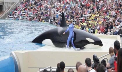 Corky in front of a crowd at SeaWorld San Diego