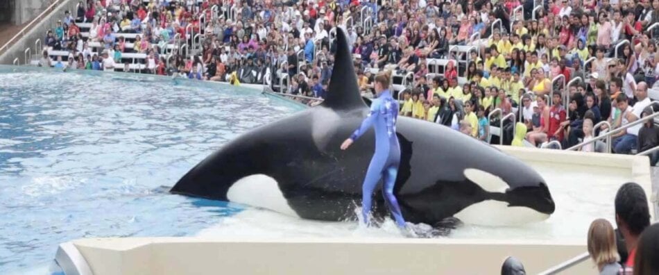 Corky in front of a crowd at SeaWorld San Diego