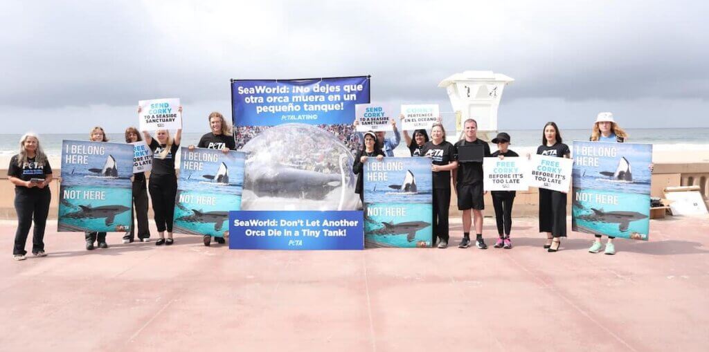 PETA and Christopher von Uckermann protest for Corky the orca