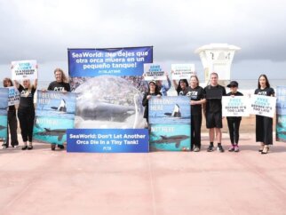 PETA and Christopher von Uckermann protest for Corky the orca