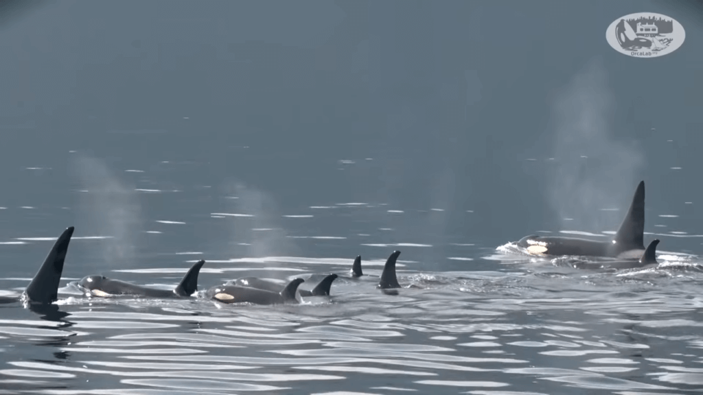 corkys family of northern resident orcas swimming in the ocean