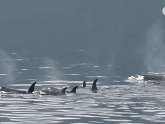 corkys family of northern resident orcas swimming in the ocean