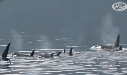 corkys family of northern resident orcas swimming in the ocean