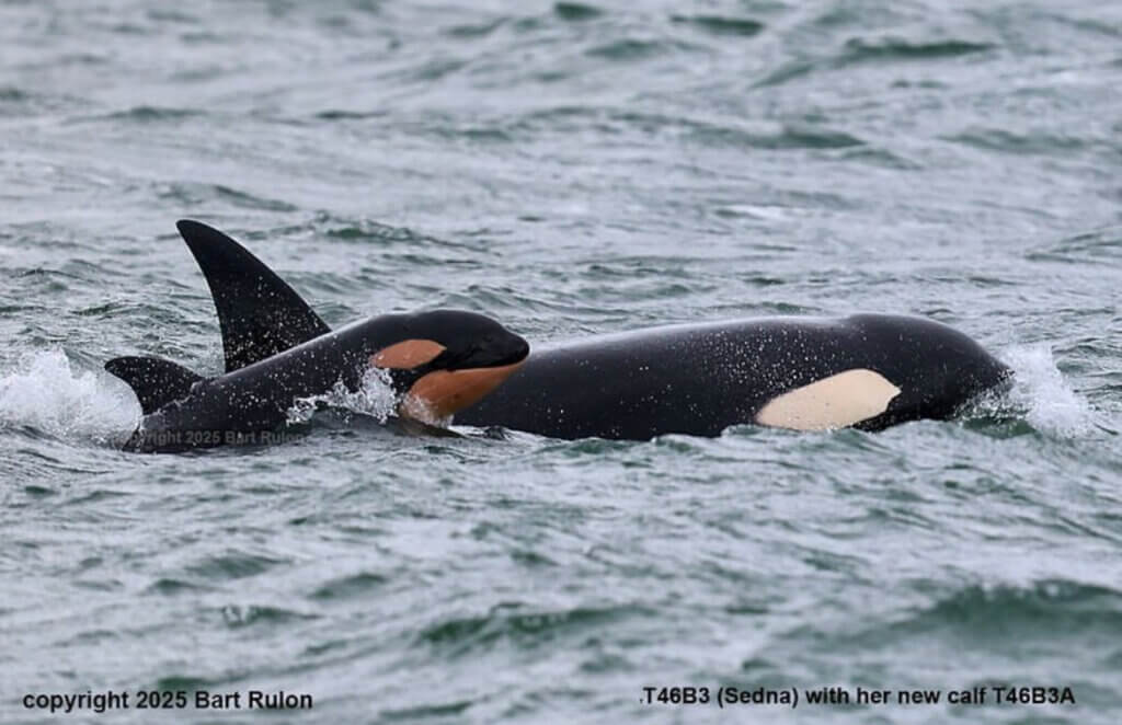 new baby orca spotted at puget sound in washington