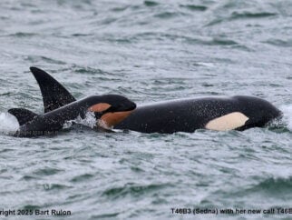 new baby orca spotted at puget sound in washington