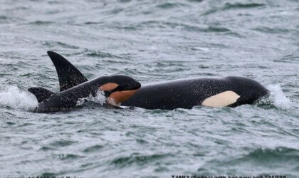 new baby orca spotted at puget sound in washington