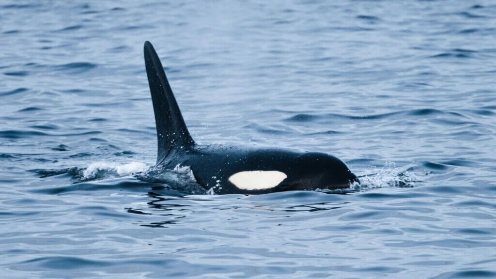 An orca in the ocean