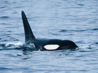An orca in the ocean